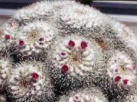 Mammillaria geminispina ssp. leucocentra JLcoll.2796.jpg